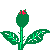 gifs fleur rose qui s ouvre