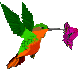gif magnifique oiseau qui butine une fleur