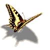 animation gifs papillion marron et jaune